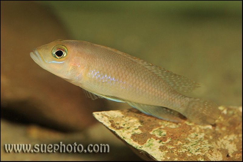 Neolamprologus sp. 'ventralis kasanga' Chituta Bay